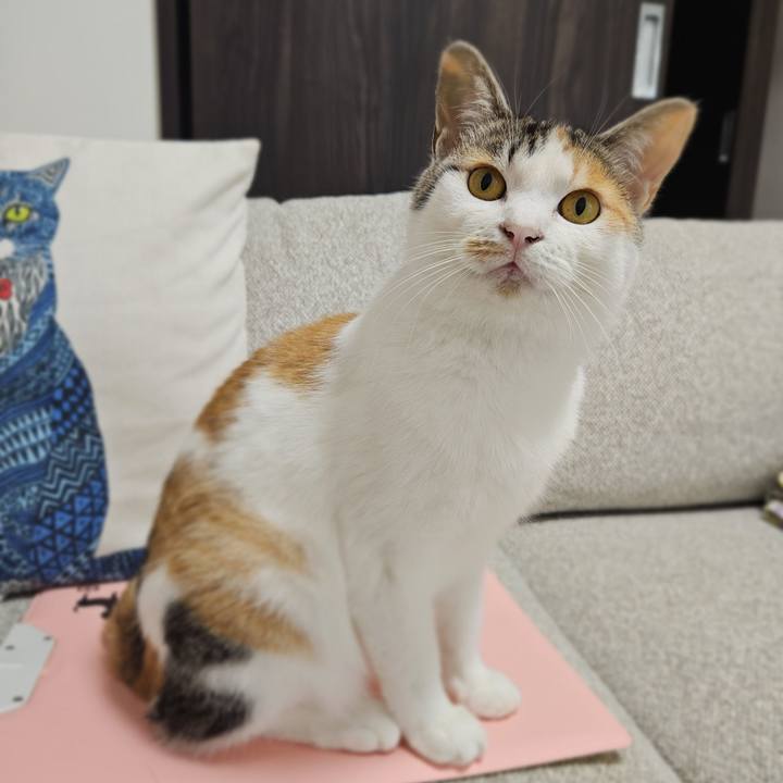 53d1dcb5 2670 4916 8801 aaa811729b1d 1761100611346