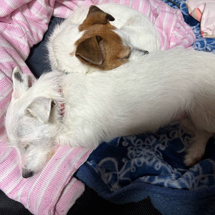 53d32046 0a1b 436d afbc 7956aab20990 1765101130669