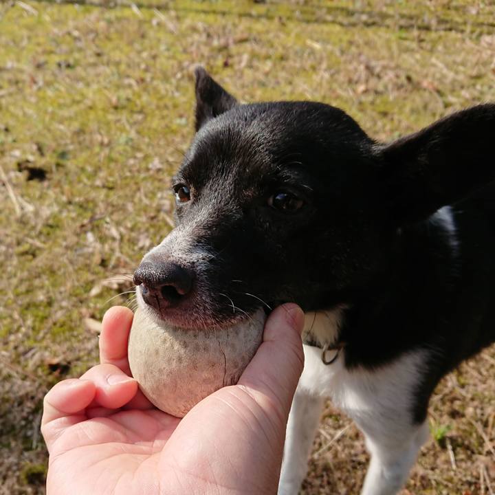 53d91b29 621c 44ee 91d2 3680346ed549 1511757250560