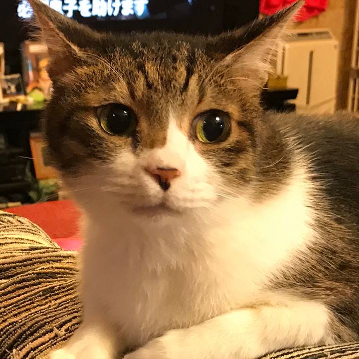 53da9266 ba7b 4820 9917 230df6ead3bd 1527077941359