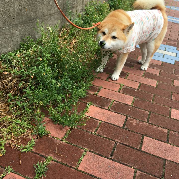 53daf40d a81b 4d3f b7a6 6b5d26bb845d 1559098469849