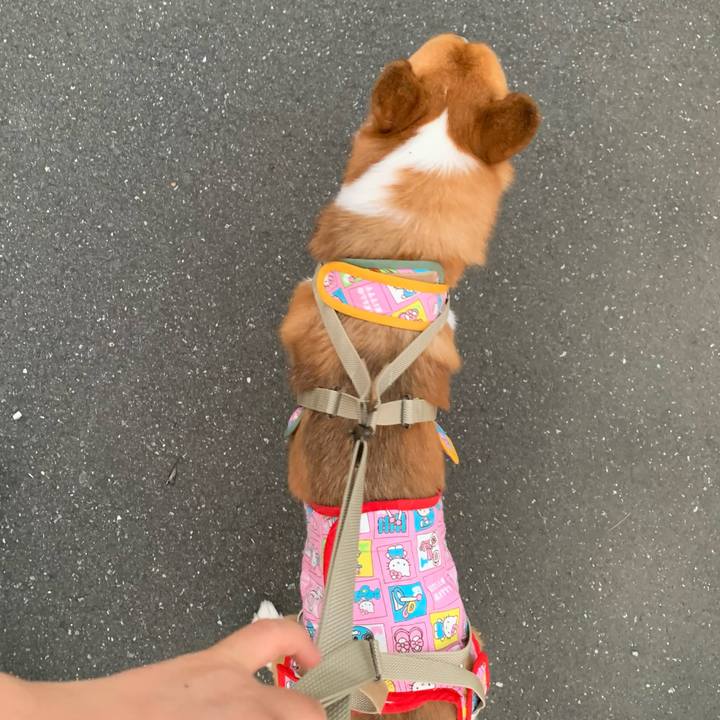 53dd2772 2d10 46ef 9021 23e6bf5dc338 1624185959063