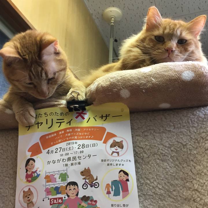 53df6aff c305 4eef b513 431efd7c744f 1556791781606