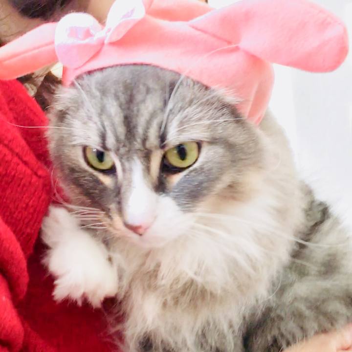 53df8463 f142 4e86 8d76 77f9a114c616 1513240582021