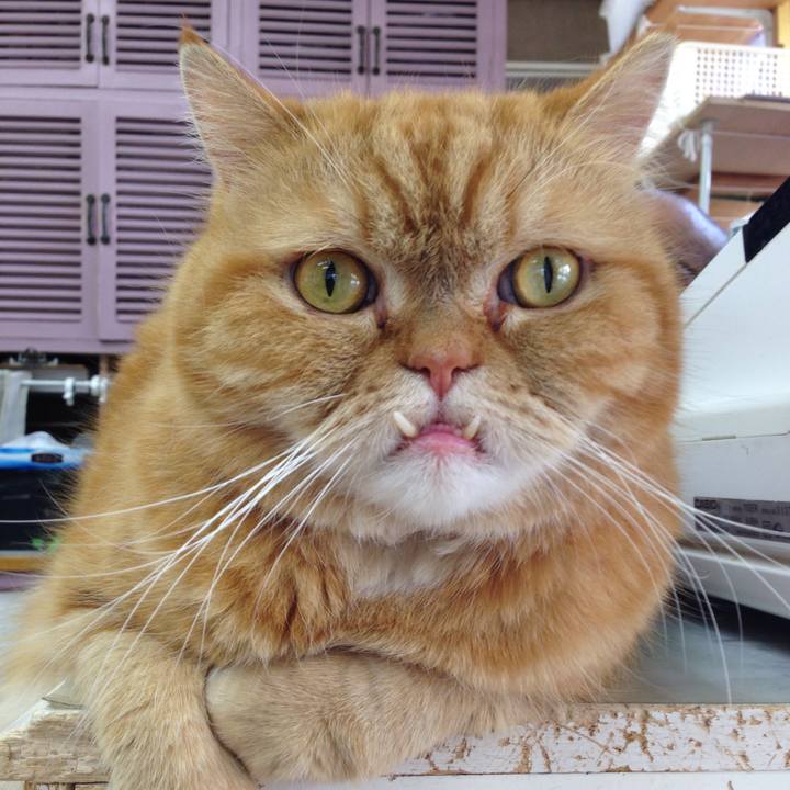 53e311dd 2be6 465d 9ade a8f56a826f6b 1523059648421