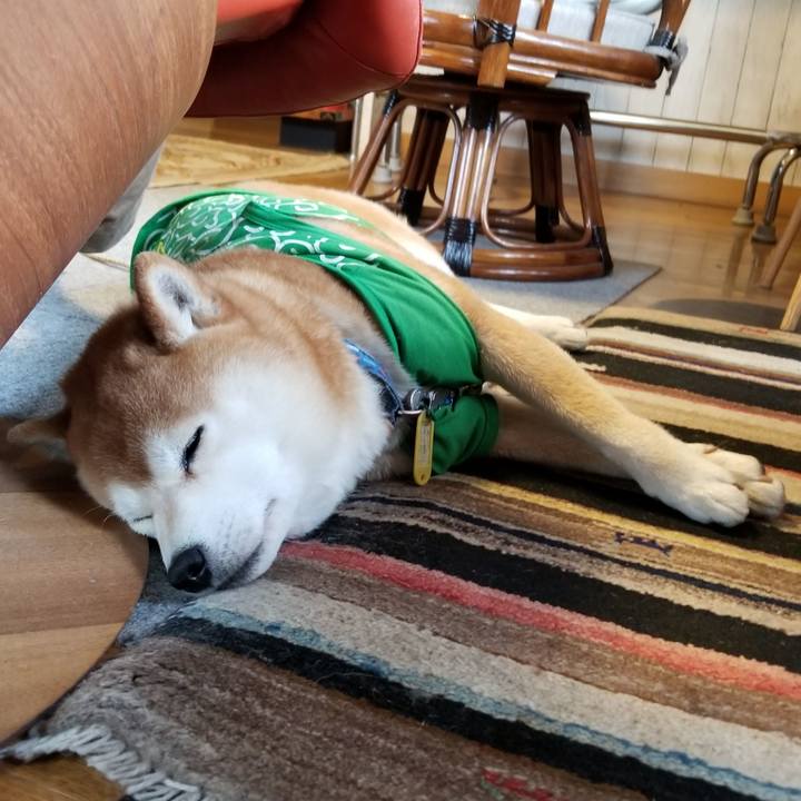 53e462ca 5f8d 41f9 8165 8da64e42ca33 1587167283121