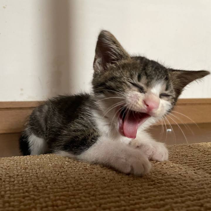 53e6faaf 87c2 425c b4cd 7829af6f7cd7 1720764512012