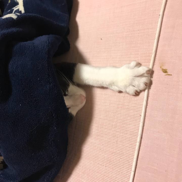 53e93f8b ed67 47ef 8ea1 dfd1180bb8bc 1511188768635