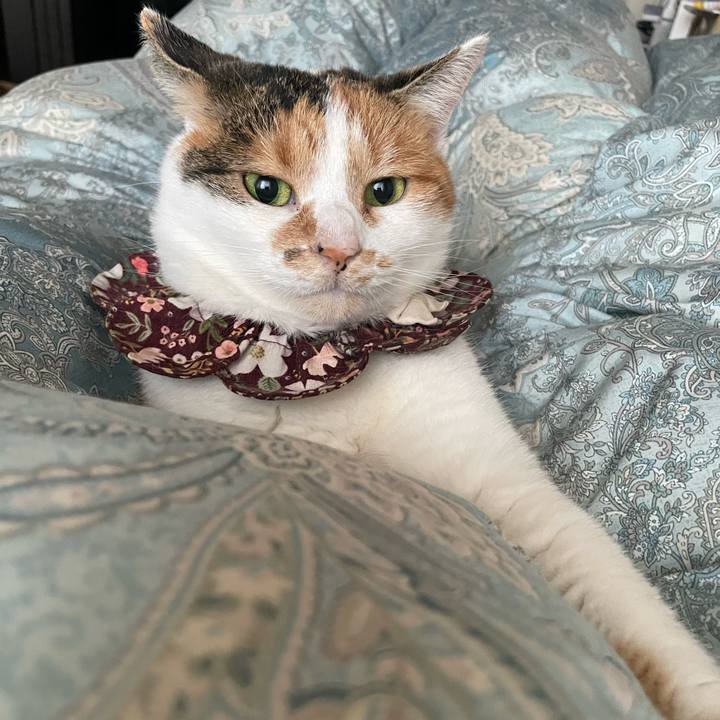 53ec8576 30a4 4b3a a986 3a5ae3a7b00b 1763351496797