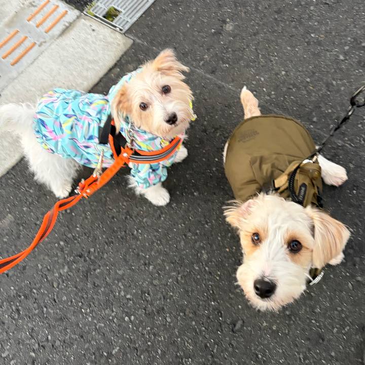 53ecb623 b125 4273 bc73 6465163c44d3 1765752352113