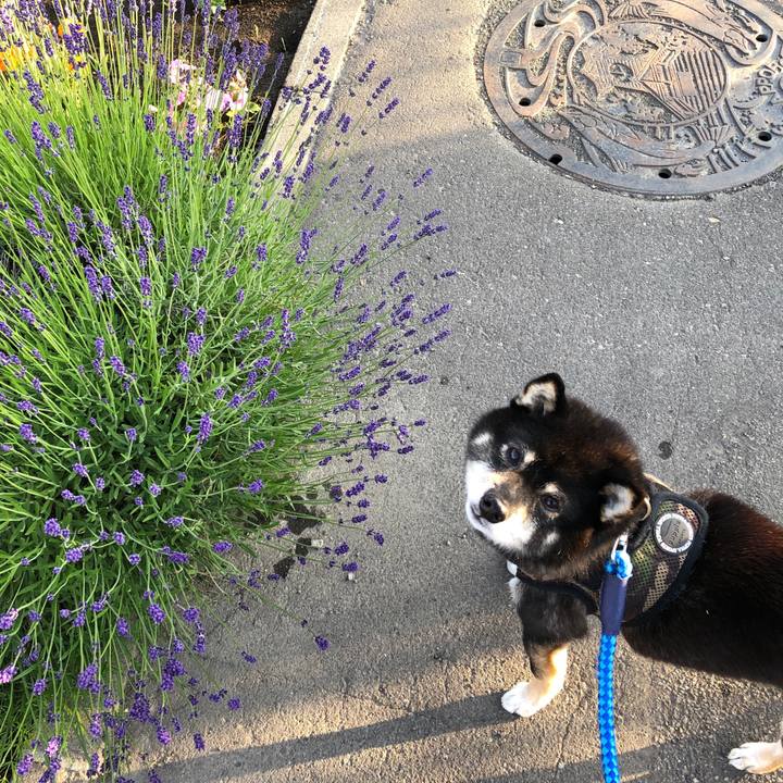 53ef8eab c62d 4bee ba56 9d56e398f1b1 1560893564473