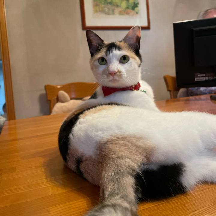 53f11b0a a92b 464a ad47 ee31a666dc53 1710639138758