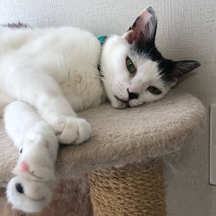 53f1d412 97b3 408b ba0d c8fe2d742c67 1532994173856