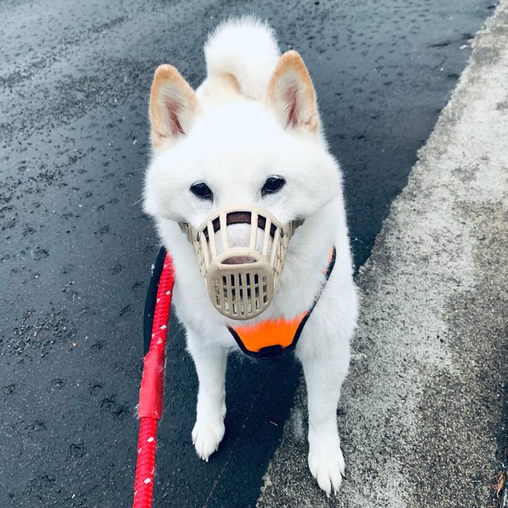 53f4601a f266 4243 a11d de149d6ea4fd 1649366332503