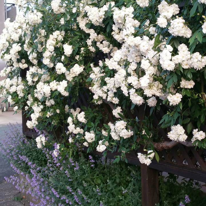 53f6da9b 68c7 4d3a bddb ccb5225a1c41 1559210737727