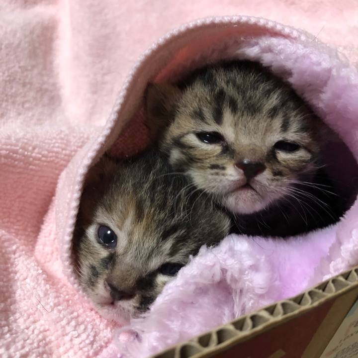 53f73a7c 9e06 4430 91c5 0769c9c79341 1587113432939