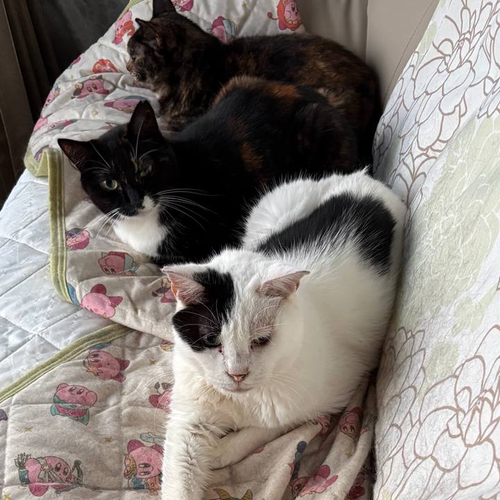 53f7c39c 0f78 4236 b82a 53d8800af652 1759351835555