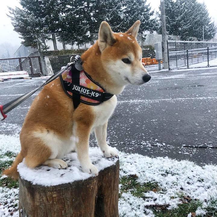 53f899d6 9c42 460c b902 8b6b5fea52aa 1542757784499