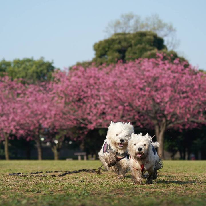 53fa0425 4aa5 4478 a8fc a868a1f99627 1522336545721