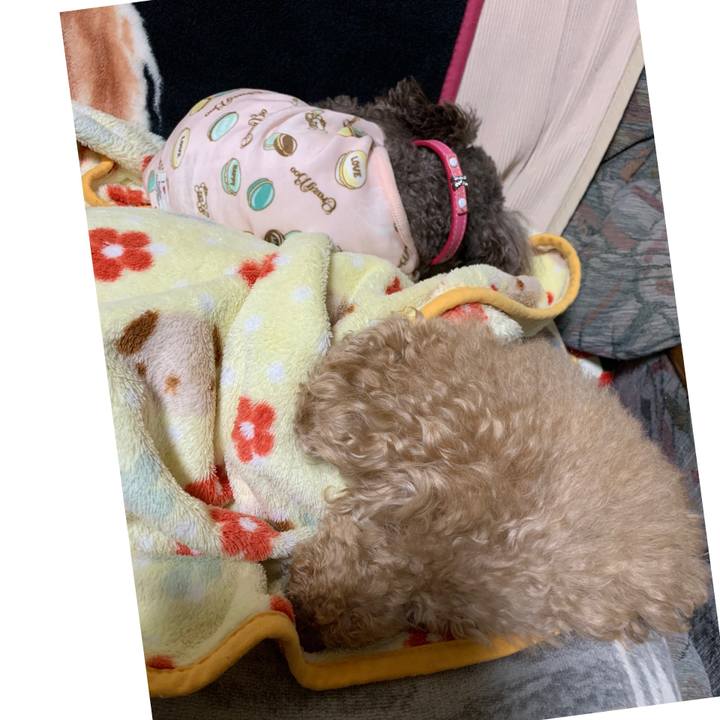 53fa5a5b 95f7 4823 a75f b2dd014e110a 1608155278788