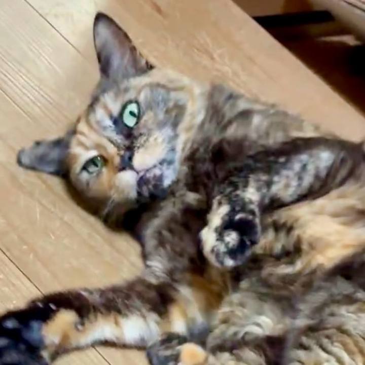 53faceb3 8a10 446d a28b e35f016d1f2f 1745497558452