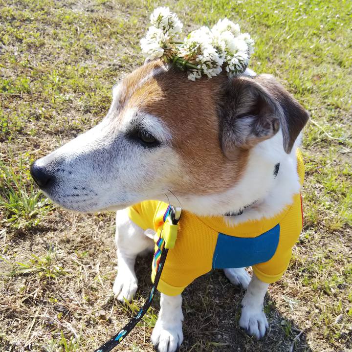 53faf55c e6ec 4758 b7f2 aeab0b4a3fac 1525436485302