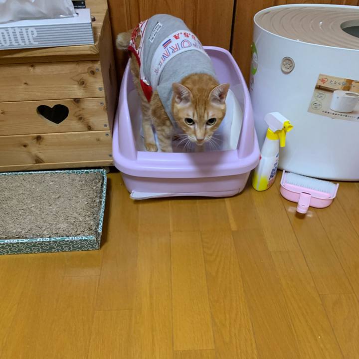 53fb038f 65f4 4cb0 b8fe 34b426436dde 1611288389683