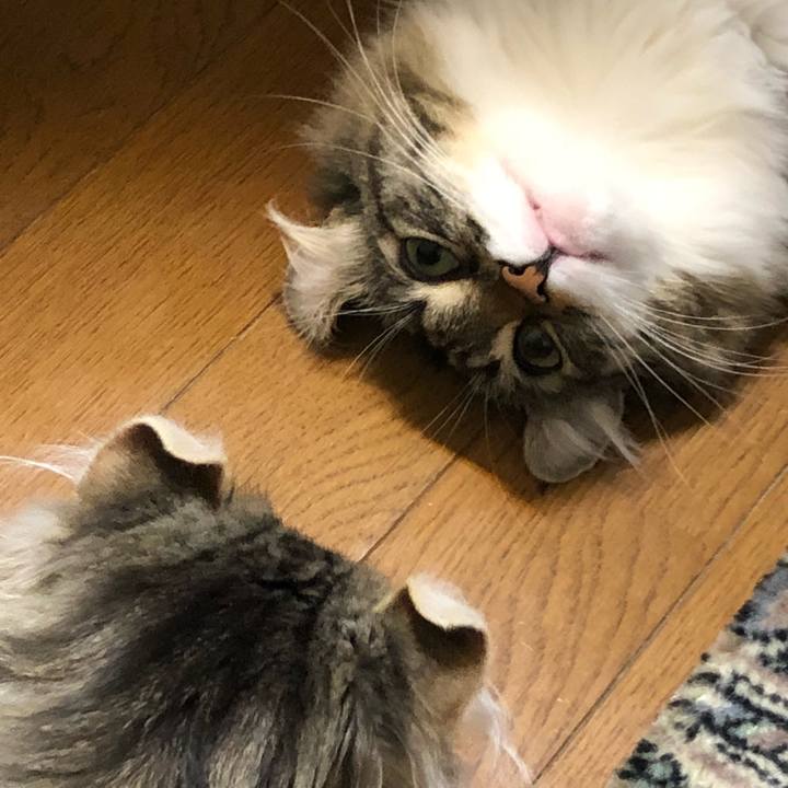 53fcefd8 0a37 4bd7 a19f 13a8057451fc 1526981099915