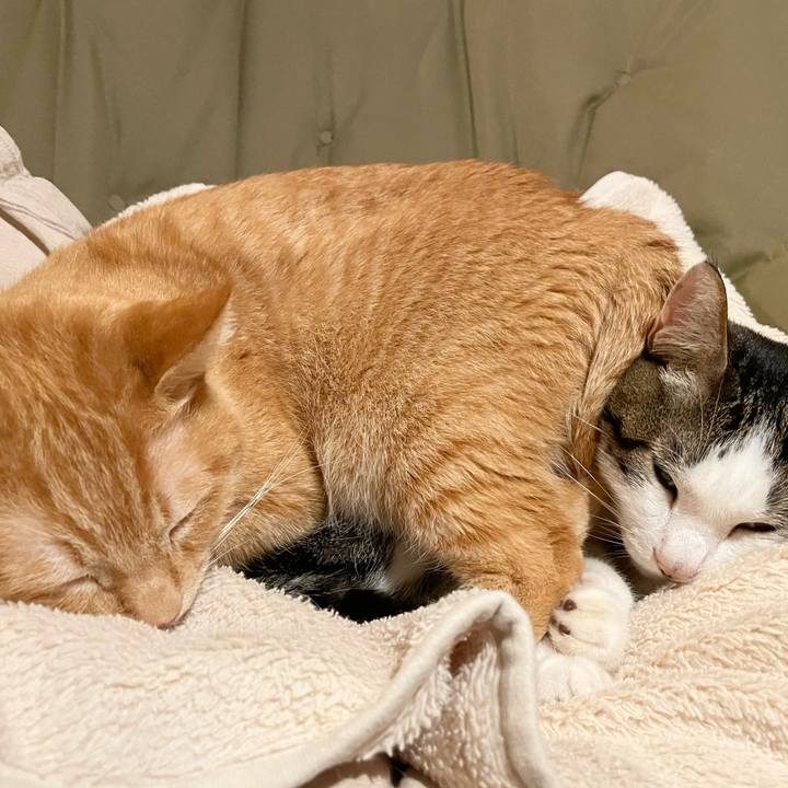 54012889 b5c2 49af a330 f47e2adb1c09 1774780766267