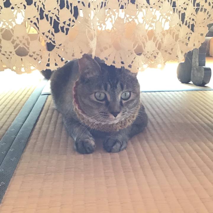 54015213 800c 4053 910f d5ed37d654aa 1623718876631