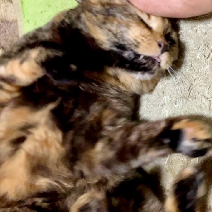 540164ce fde4 4f71 b315 77b4e48d1112 1741723009458