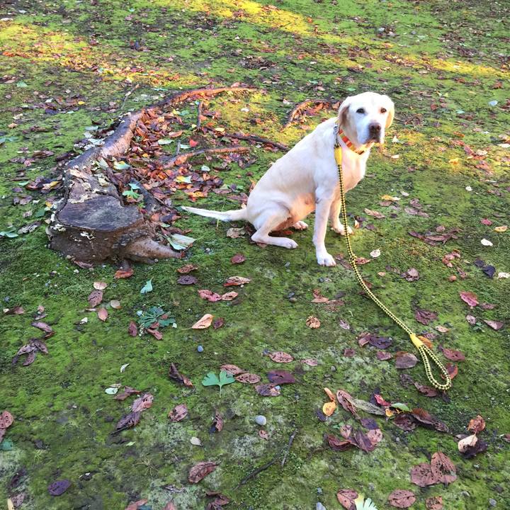 5402d3d3 c5d4 4a21 8d94 6ce785631ace 1509061841560