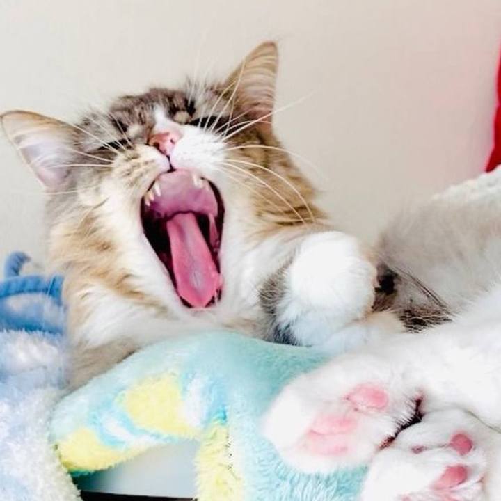 5404c8ef 5412 4ba3 9d90 0727348a343c 1763871212655