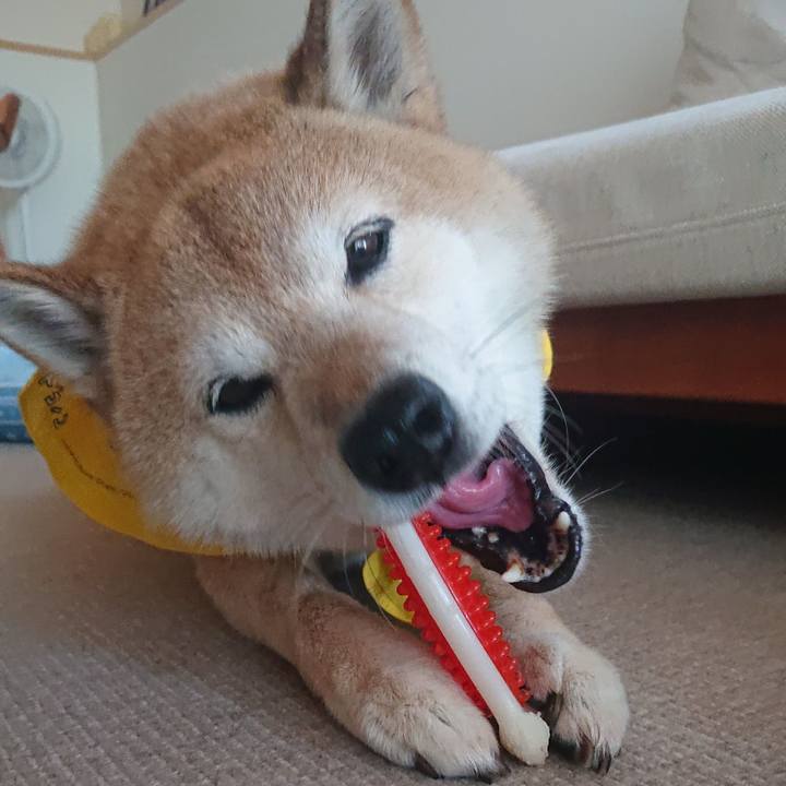 54052c89 eb3a 4f21 ae13 9db7e877a7fc 1596792188636