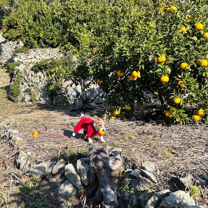 540b93b3 0ee9 4dfd 9357 a52b2227a815 1766457928478