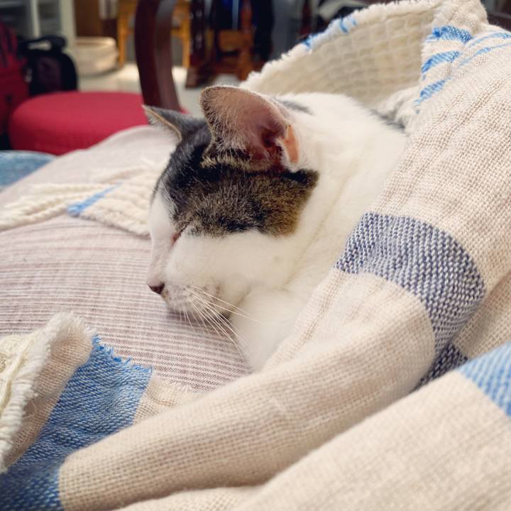 540e6c19 5f41 4741 b7ea c44ca34620bc 1597544702237