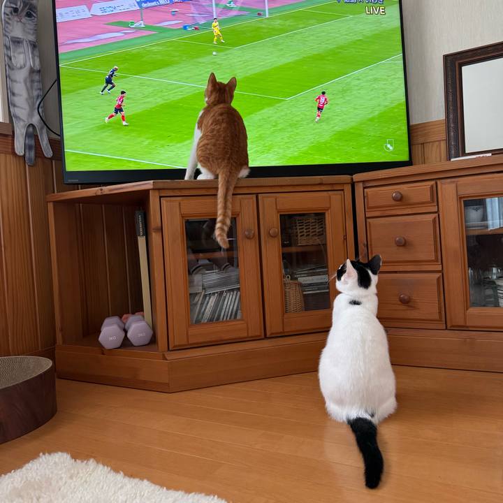 540ff4e1 d737 47ef a7d2 26a0123f9794 1761621778164