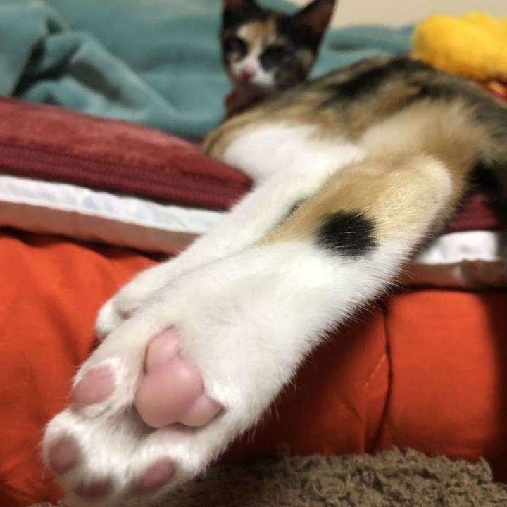 5410ebf3 e1ec 4420 8d2a 724b02fdae2c 1545308619764