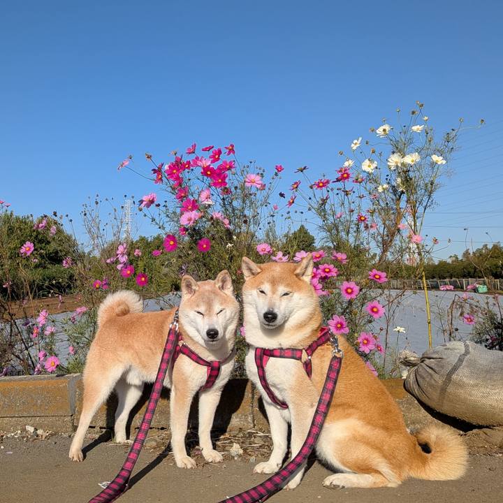 54111289 c958 4af9 82a0 2a6c29d0c538 1763095107370