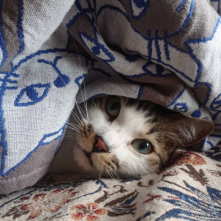 54149e26 4d40 404e ba91 3dd54273e39a 1719618741987