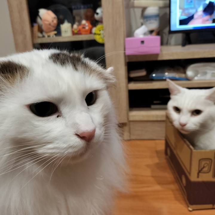 54191036 58cd 4d97 a3ec d8cc1ddcfbc2 1768661230563