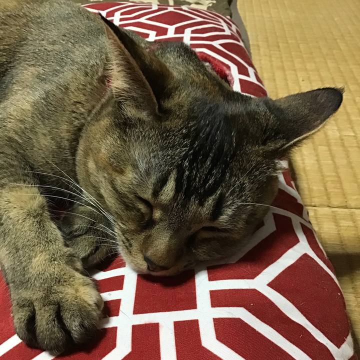 541c250c 725e 4309 b584 af2e61c1cac7 1615713234246