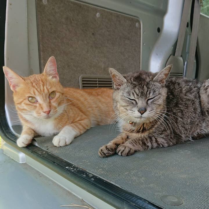 541d401c 0f00 4517 9621 36de021019d1 1594539488305