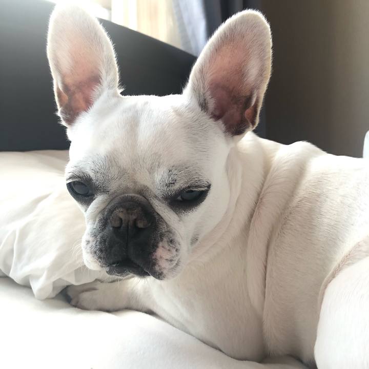 541d61bf f77a 4423 a4b0 6614ff43352e 1543652959739