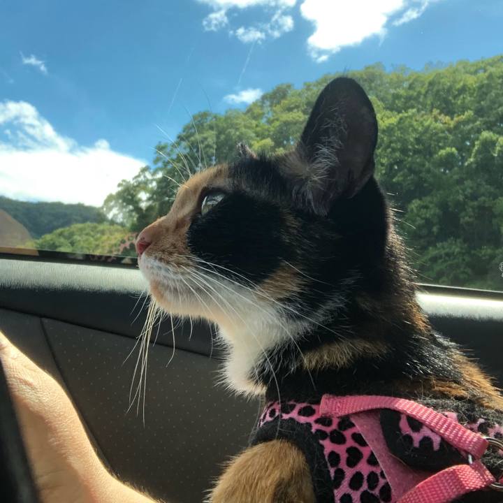 5421464e b6b2 4be1 add5 1e055b4ba912 1533895348239