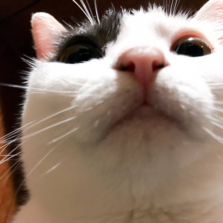 54216138 faf9 4a8a a2a1 524f5ef3b10a 1534860103702