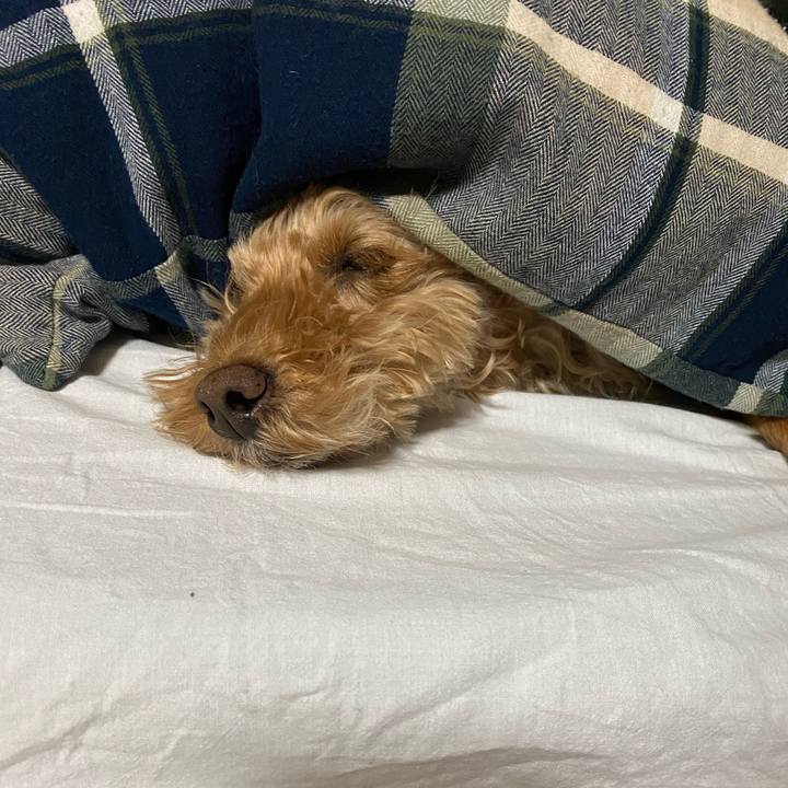 54218ef5 7c81 4b56 93c7 e475105f333c 1650316924148