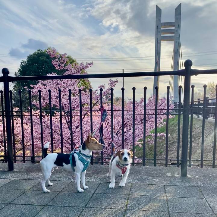 5425c6fb 5b5b 44fc 86da 666a34a18b2c 1772873933019