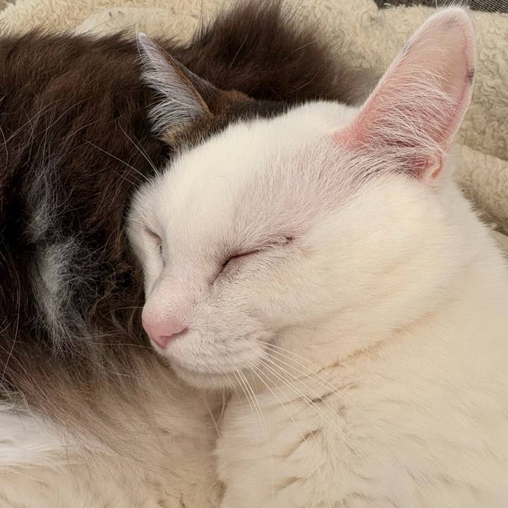 542661d6 11a6 4e62 8199 d1b2c987e471 1770346859637