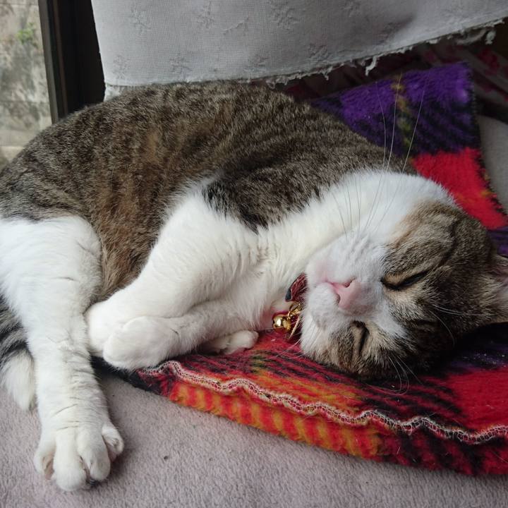 5426cca0 4499 4d96 8f2e 0f9c239fd3b0 1526096712804